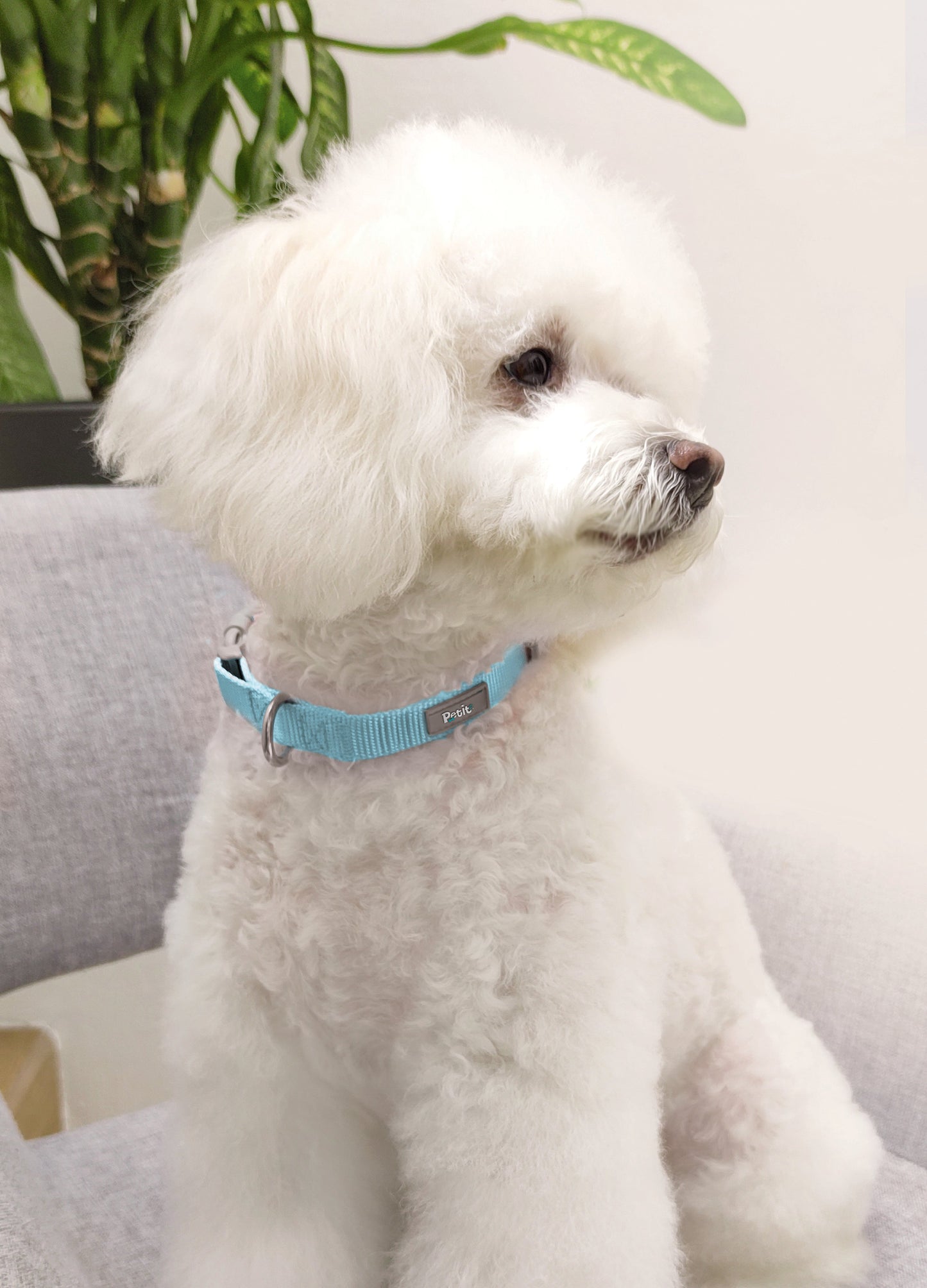 Adjustable Collar
