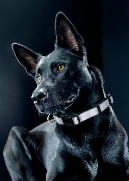 Adjustable Collar with Reflective Stitching