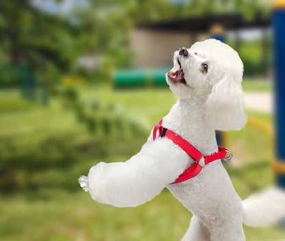 Adjustable "A" Type Harness